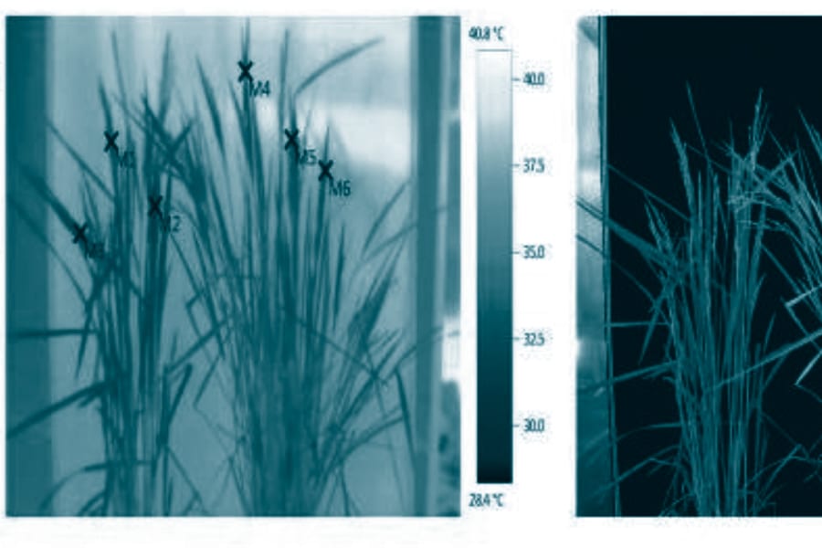 Thermography in Plant Physiology