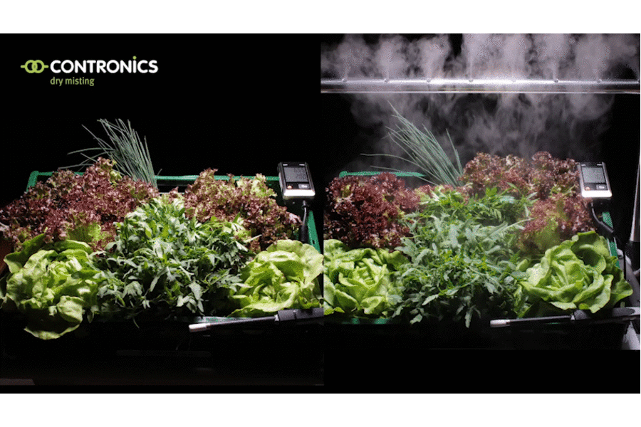 Frische Lebensmittel mit Trockennebel