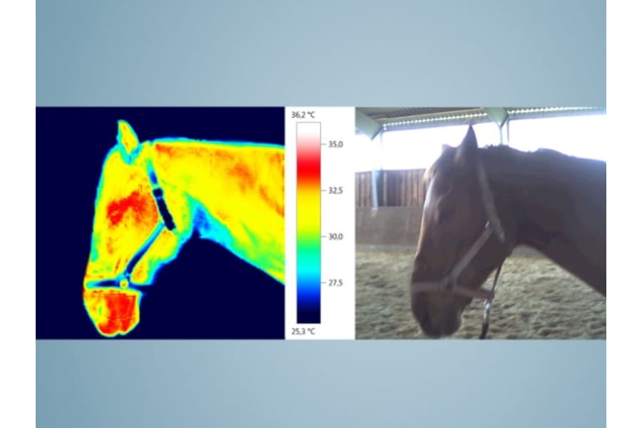 赤外線サーモグラフィ 動物の発熱の早期発見に活用